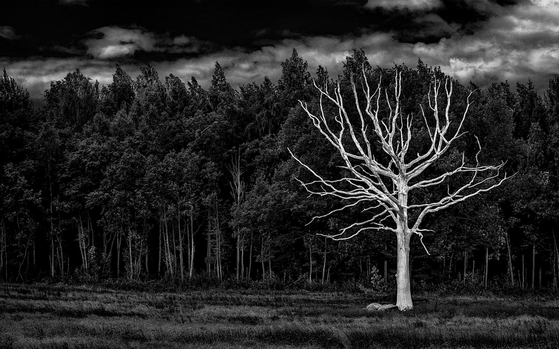 Black and White Forest Background for Desktop | PixelsTalk.Net