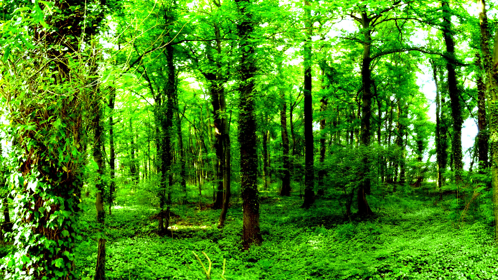Forest Wallpaper HD | PixelsTalk.Net