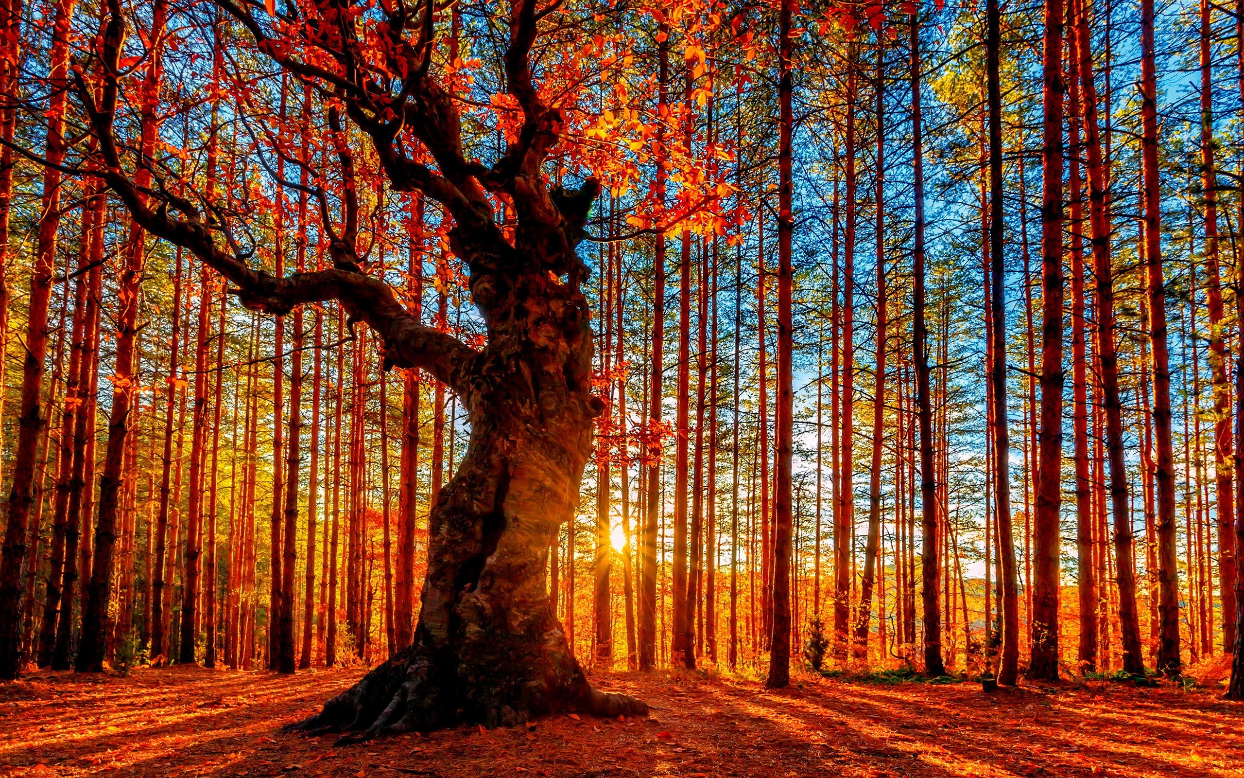 Autumn Forest Wallpaper for Desktop | PixelsTalk.Net