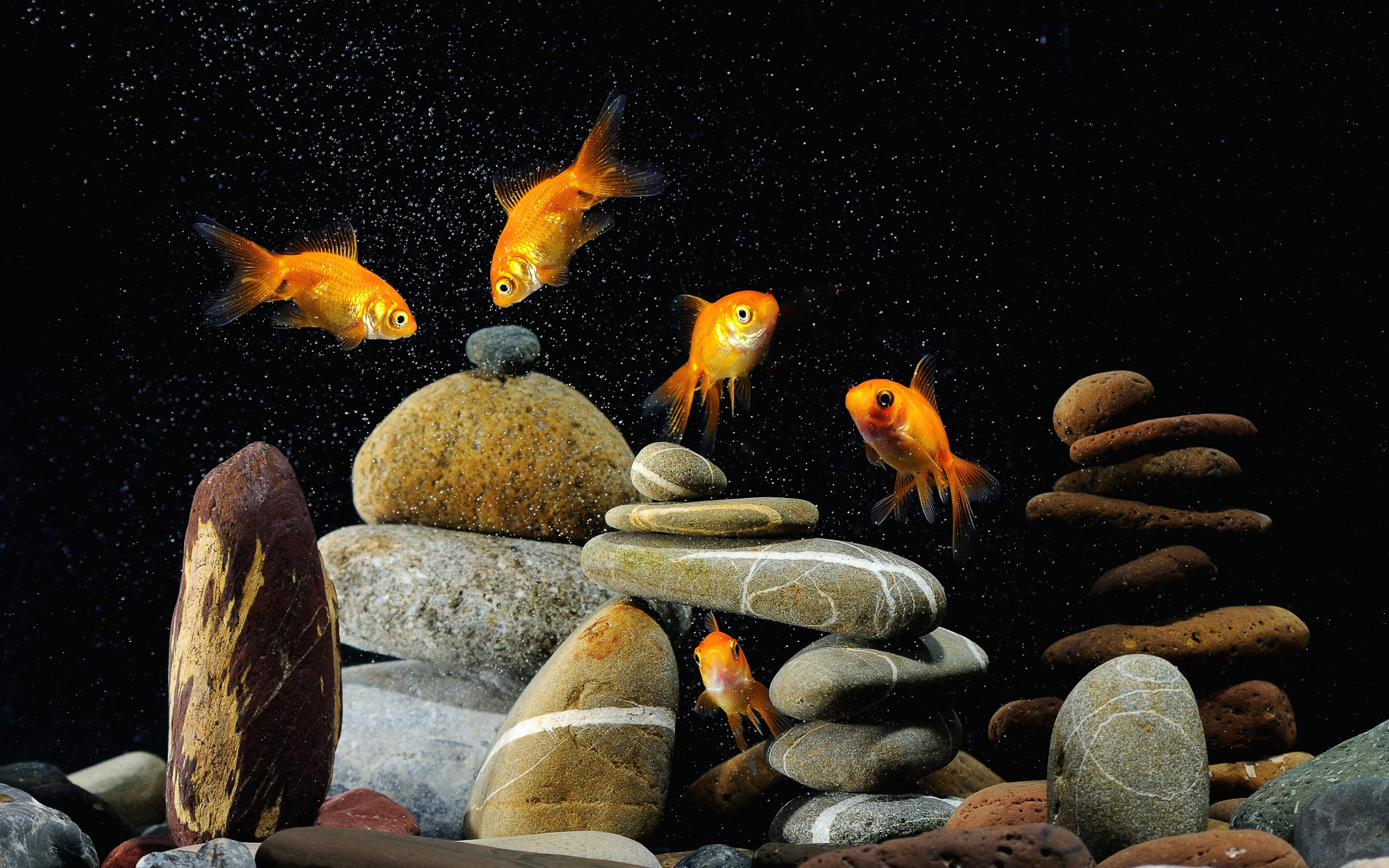 Fish Tank Wallpapers HD PixelsTalk Net