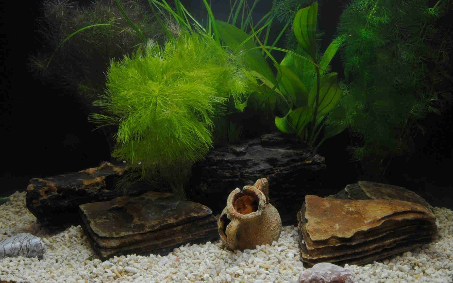 Fish Tank Backgrounds Download PixelsTalk Net