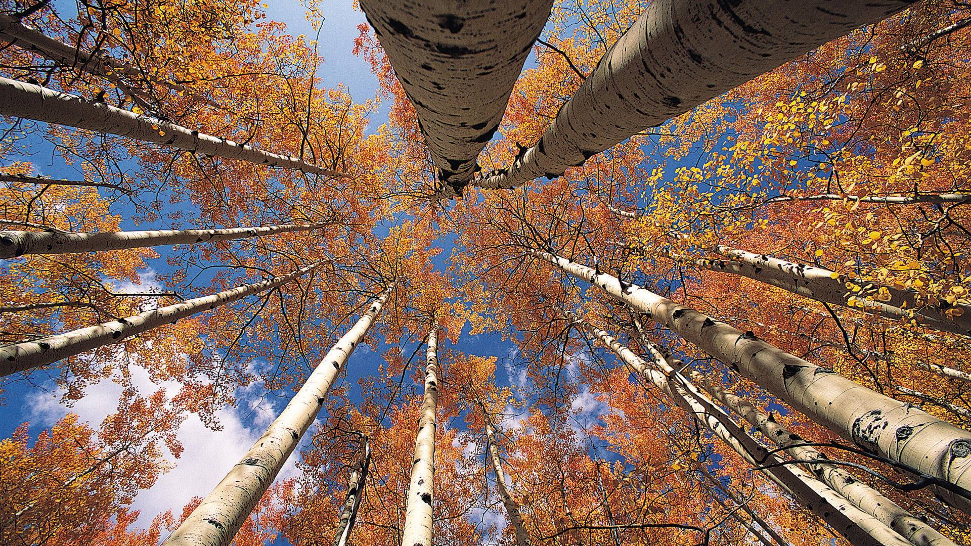 Aspen Tree Wallpapers HD - PixelsTalk.Net