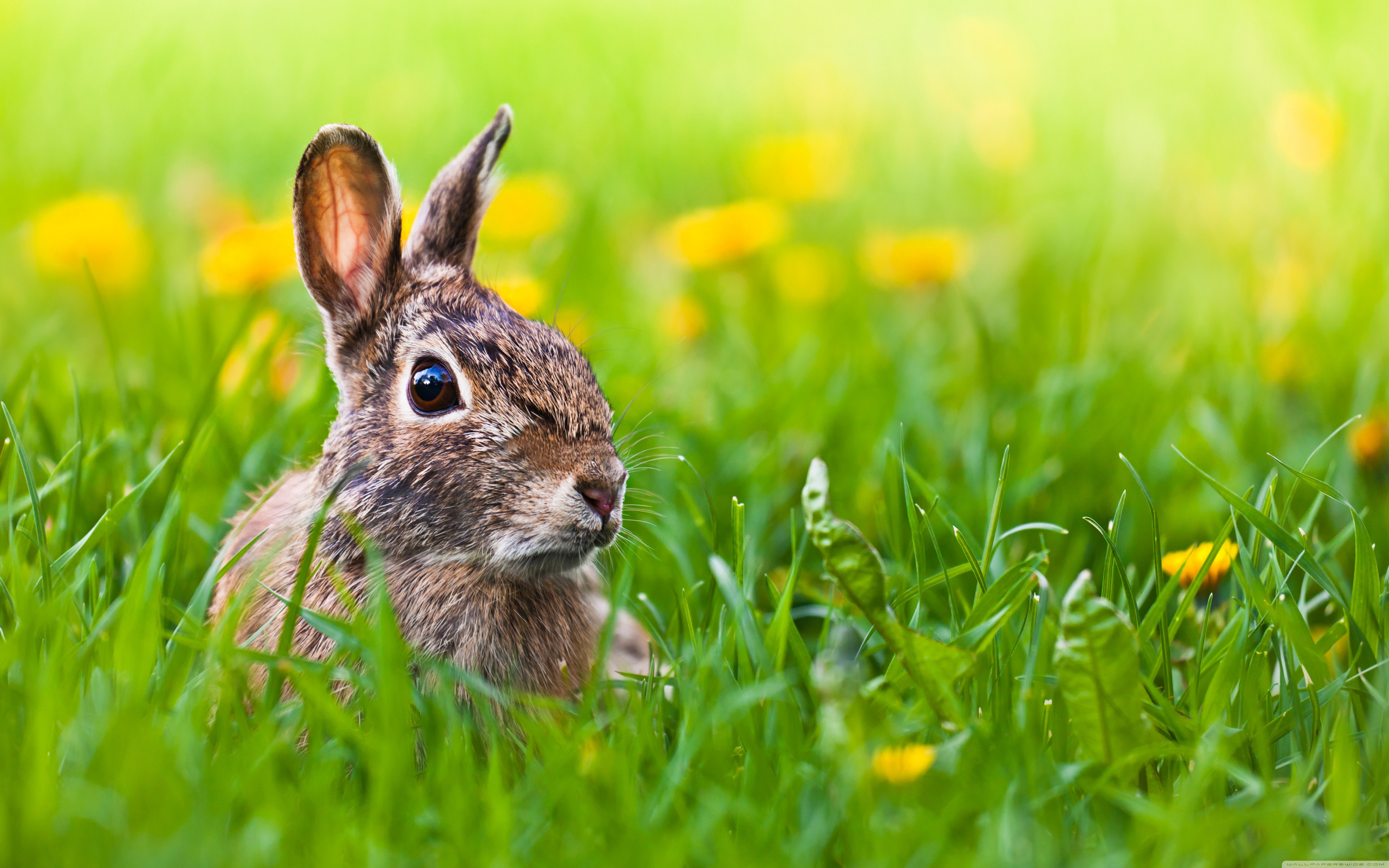 Кролик на лужайке без смс