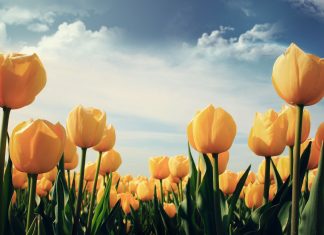 tulips -flower-wallpaper