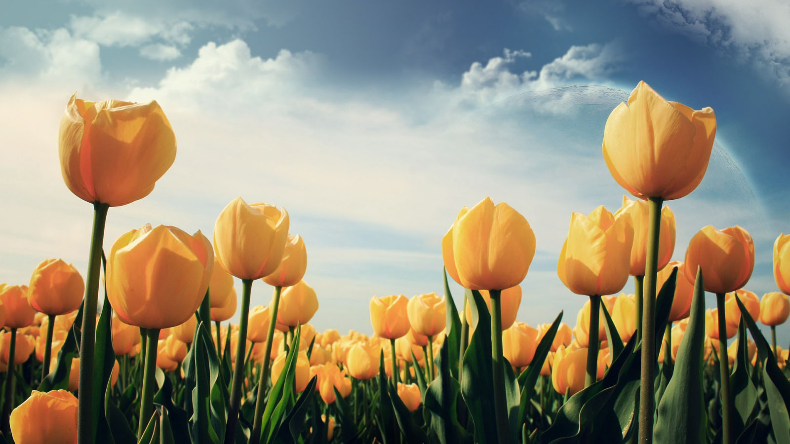 Tulip Flowers Wallpaper | PixelsTalk.Net