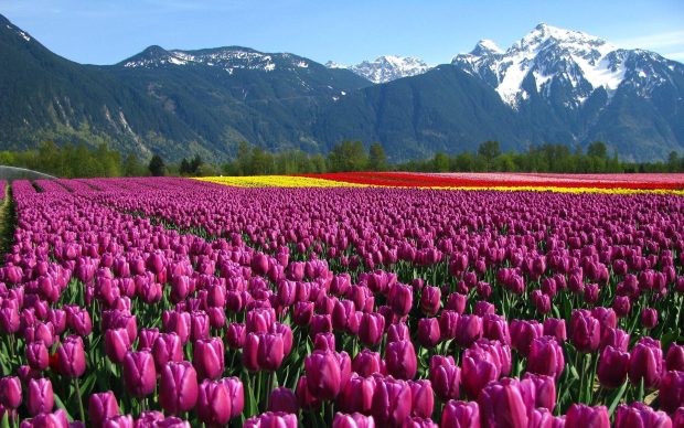 Beautiful Tulip Flowers Garden Wallpaper Full HD