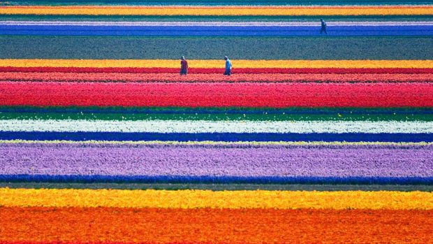 Beautiful field of Tulips flowers located in Netherlands