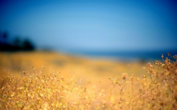 Beautiful flower field wallpaper desktop background images
