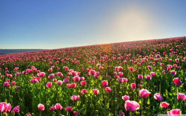 Beautiful flowers field wallpaper