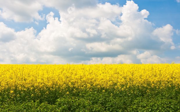 Field flowers yellow wallpaper