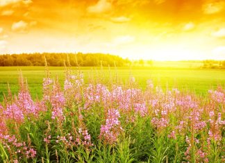 Field-of-Flowers-hd-wallpapers