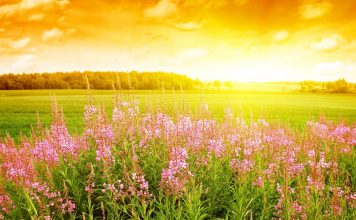 Field-of-Flowers-hd-wallpapers