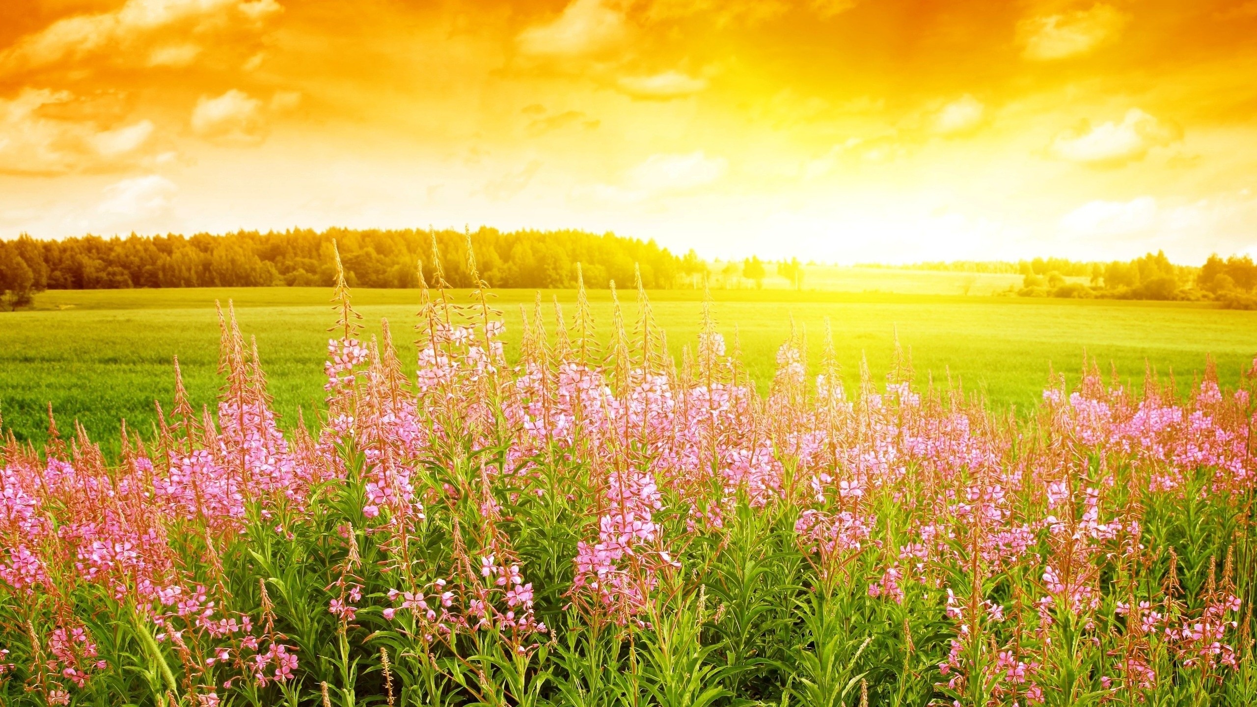 Field Of Flowers Wallpapers PixelsTalkNet