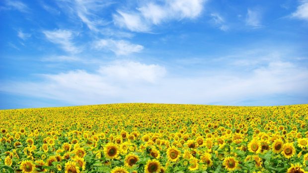 Field of Sun flowers wallpaper