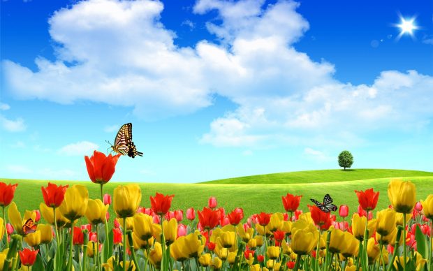 Field of Tulip flowers Background