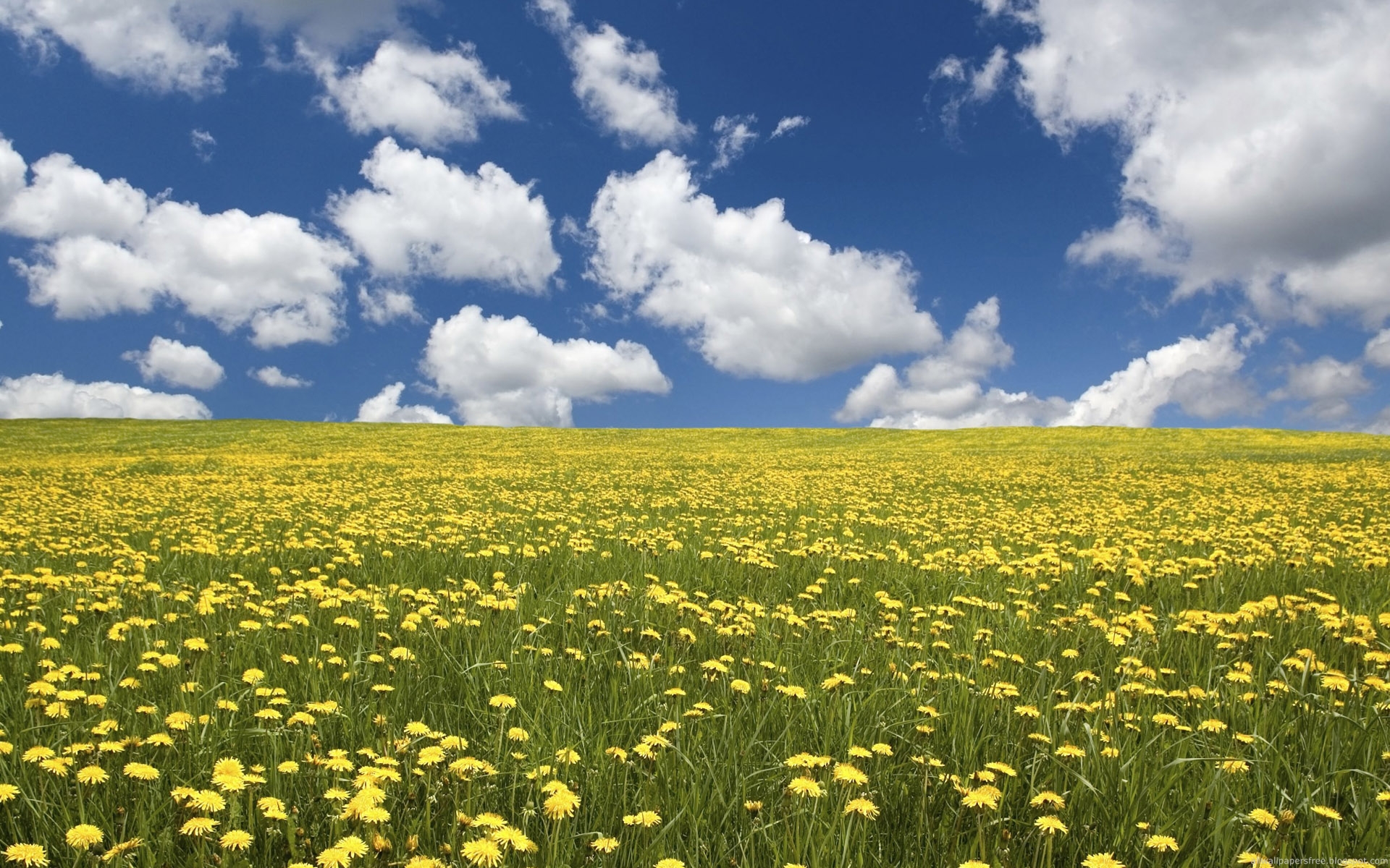 Yellow Flower Field Wallpaper Gambar Bunga