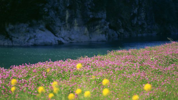 Flowers field background