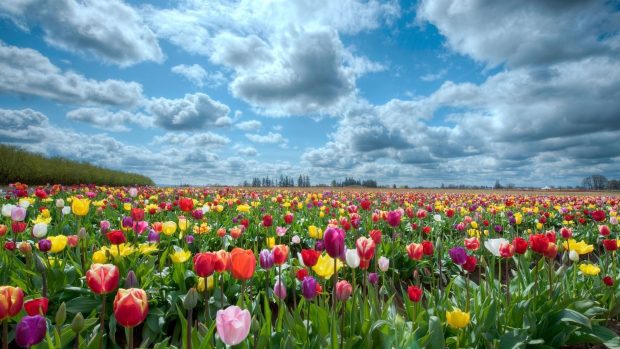 HD wallpapers field of flowers background