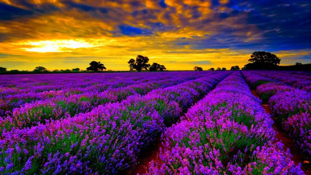 Most beautiful field of lavender flowers widescreen