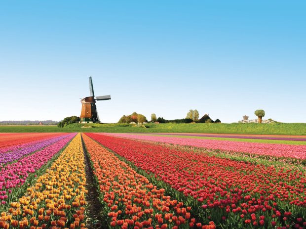 Netherlands Tulip Fields paradise of flowers