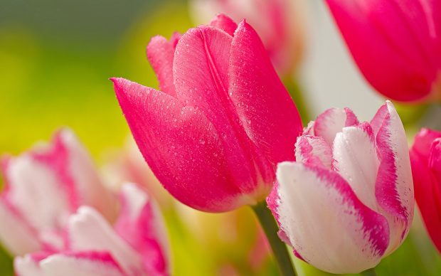 Pink Tulip flowers images and wallpapers