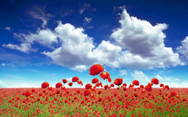 Poppy field flower background