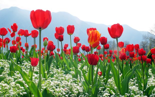 Red Tulip Flowers Field Wallpaper