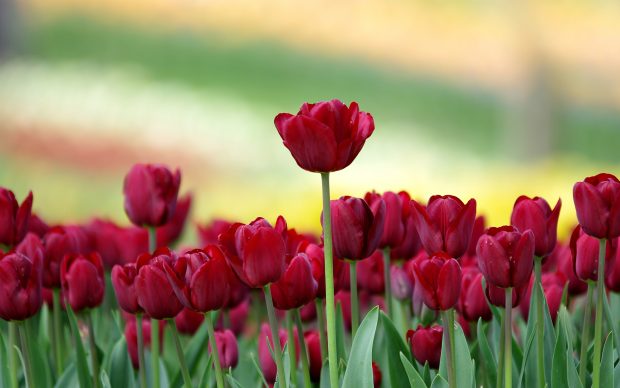 Red Tulip Flowers Hd Wallpapers Backgrounds