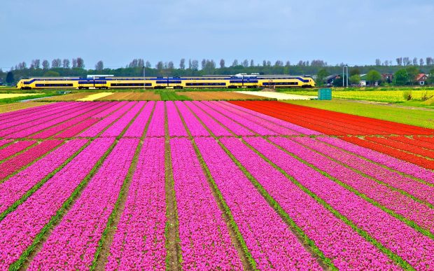 Train in tulip fields background