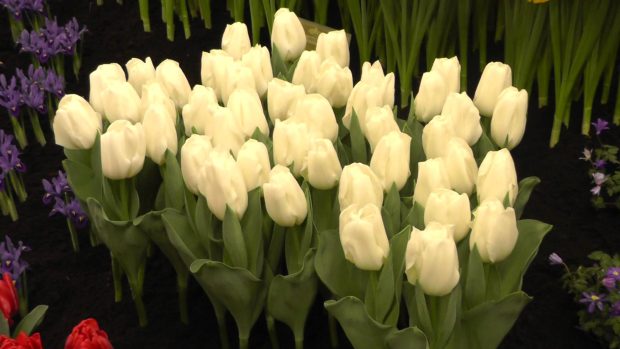 Tulip Lady Chantal White Tulip Flower Bulbs