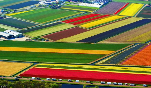 Tulips field fowers wallpaper background