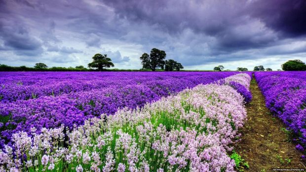 White Purple Flower Field HD Wallpaper