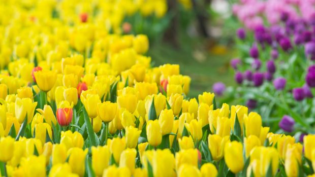 Yellow Tulip Flowers Wallpaper Full HD