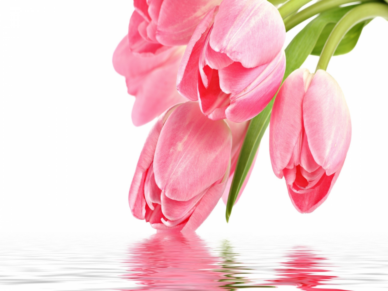 Tulips flower wallpapers HD for desktop - PixelsTalk