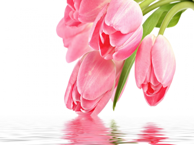 beautiful pink tulip hd wallpaper