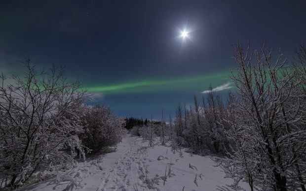 Free Winter Night In Moonlight Photo.