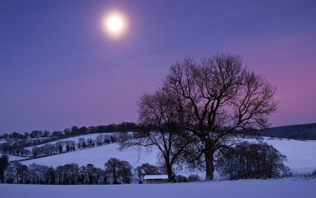Winter Night In Moonlight Wallpaper HD.