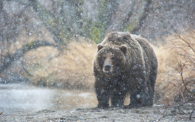 Kamchatka Snow Bear Winter Wallpaper 1920x1200 70078 Wallpaperup Snow Bear Wallpapers Snow Bear Wallpapers