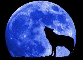 The wolf and blue moon wallpaper