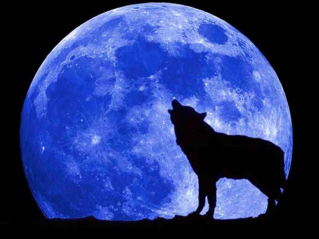 The wolf and blue moon wallpaper