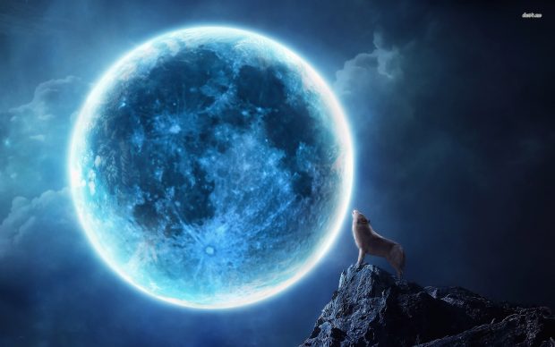 wolf see the blue moon wallpaper