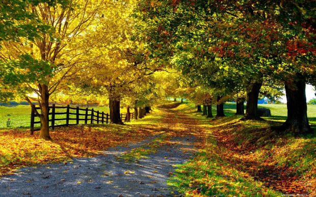 Autumn country road wallpaper.