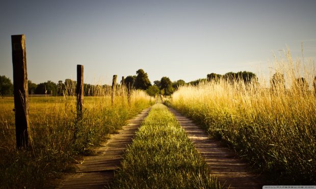 Country Road Late Summer Wallpaper.