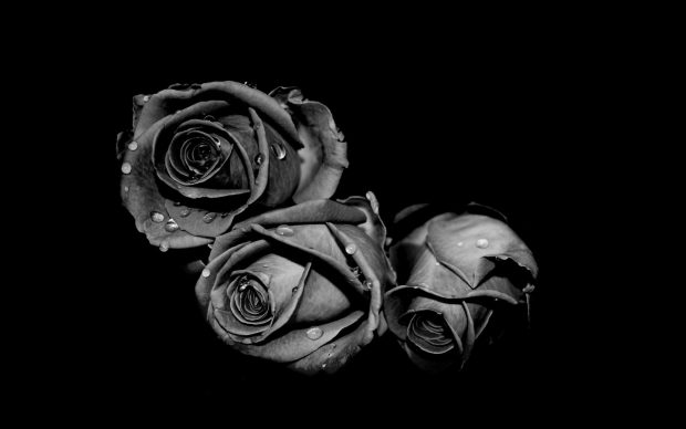 Beautiful Darkness black and white flower wallpaper.