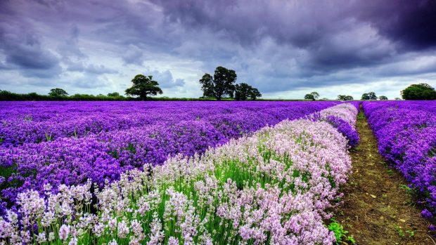 Beautiful Field of Flowers Spring Image.