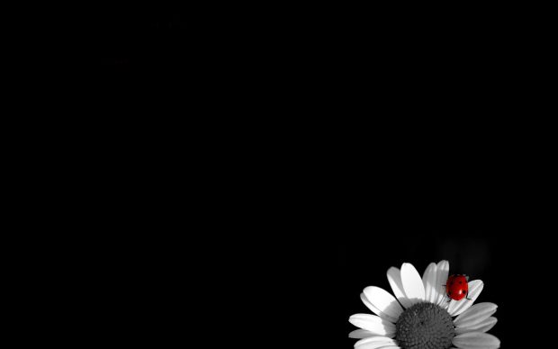 Black and White Flower Wallpaper HD for Desktop Background.