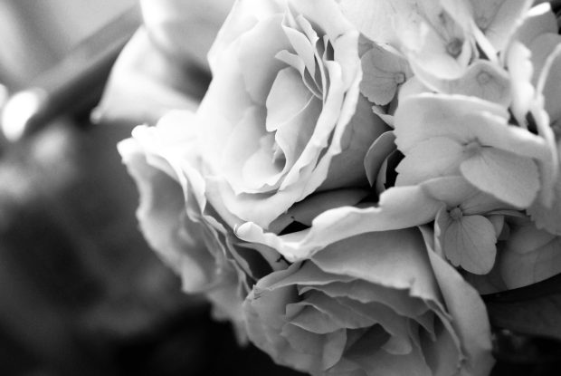 Black and white rose flower wallpaper.