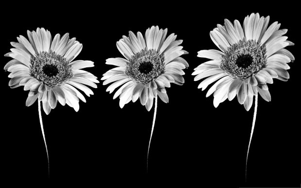 Black white Money flowers images wallpaper.