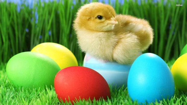 Chick with Easter eggs holiday Background