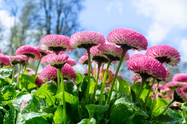 Colorful and beautiful Spring flower wallpaper HD.